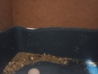 Ücretsiz sahiplendirme muhabbet kuşu