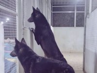 North American Wolfdog ve Alman Kurdu yavruları
