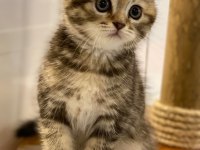 A++ kalite Golden Tabby Scottish Fold yavrular