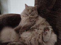9 Aylık Kedimiz Çiftleşme
