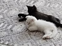 Dişi erkek yavru kediler