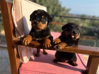 Rottweiler