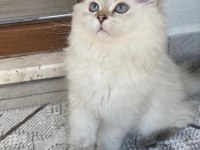 British kedim yeni yuvasına gitmeye hazırdır