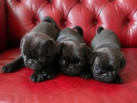 Pug Mops Yavruları