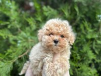 Teacup Maltipoo Bebekler