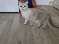 Kedilerim düzgün ailelere sahiplendirme yapılacak