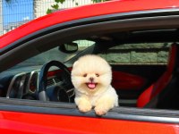 Ruhsatlı Çiftlikten Gerçek Pomeranian