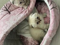 Scottish fold bluepoint ile iran kedisi yavrusu
