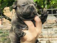 French bulldog yavrularımız rezerveye açılmıştır