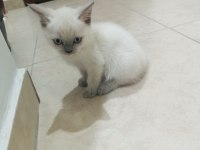 İKİ AYLIK SAĞLIKLI BRİTİSH SHORTHAİR YAVRULARIMIZ