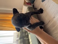 A KALİTE FRENCH BULLDOG 8 YAVRU 1 AYLIK