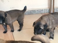 25 günlük aslan kangallar