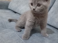 3 aylık kedilerimiz