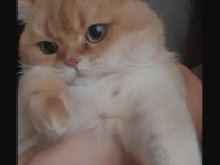 British Shorthair Şecereli Ny11 Golden