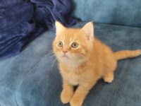 2 aylık orence color british shorthair