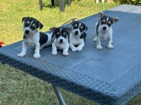 0 NUMARA TEACUP CHİHUAHUA YAVRUM HAZIR