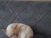 2 Yaşında Jack Russell