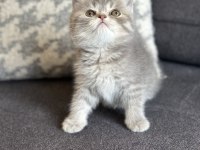 KEHRİBAR GÖZ BLUE TABBY BRİTİSH YAVRULARIMIZ HAZIR