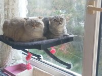 A kalite scottish fold çocuklar