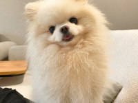 Pomeranian 4 yaşında