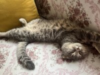 İki yaşındaki scottish fold oğlumuza kız arıyoruz