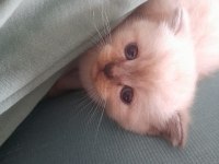 Scottish Fold Tam Beyaz ve Blue Point Yavru