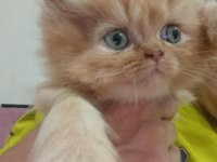 BEBİŞ KEDİLER BURDA BAKMADAN GEÇME