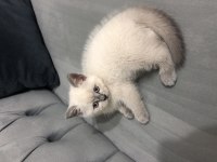 Blue point erkek yavru british shorthair