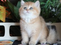SAFKAN OYUNCU DİŞİ BRITISH SHORTHAIR HEMEN TESLİM
