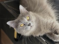 Dişi 2 Yaşında British Longhair