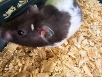ÜCRETSİZ 2 ADET HAMSTER