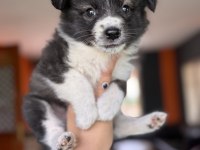 Muhteşem Border Collie bebekler
