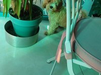 Acil sahiplendiriyorum 4 aylık maltipoo
