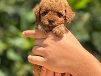 Poodle pati ver sizler için burada