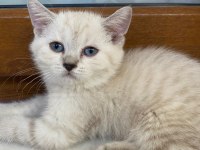 3 aylık british shorthair yavrularımız