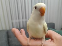 Kremino yavru sevda papağanları