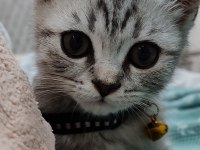 British Shorthair 2 aylık ücretli sahiplendirilecektir