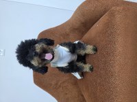 Full Eğitimli Dişi Toy Poodle
