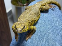 FATURALI EVRAKLI UROMASTYX