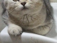 BRİTİSH SHORTHAİR YAVRUMU SAHİPLENDİRİYORUM