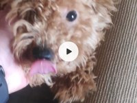 23 Temmuz Doğumlu Erkek Toy Poodle