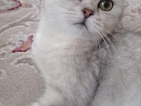 British shorthair silver sahiplendirme