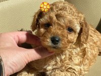 Kore Poodle Puppy