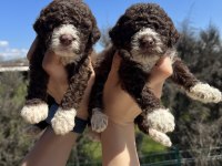 Mükemmel LAGOTTO ROMAGNOLO yavrularımız