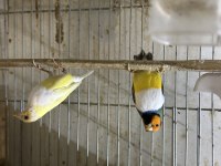 Goldian Finch ve ispinoz türleri