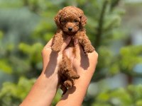 Pofuduk poodle yavrularımız