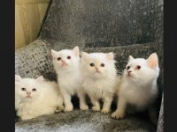SAFKAN MAVİ GÖZ BRİTİSH YAVRULARIMIZ