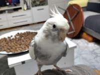 7 aylık erkek sultan papağanı