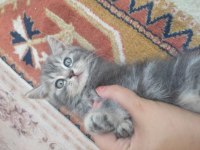Canım british shorthair bebeklerim