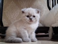 Lynx blue point british shorthair yavrular
